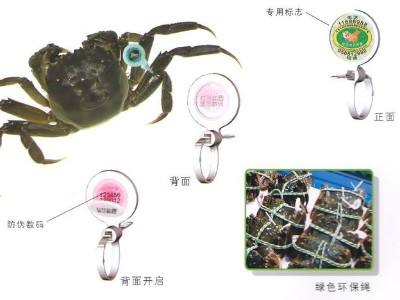 外地蟹運(yùn)陽澄湖洗澡后漲價(jià)三倍